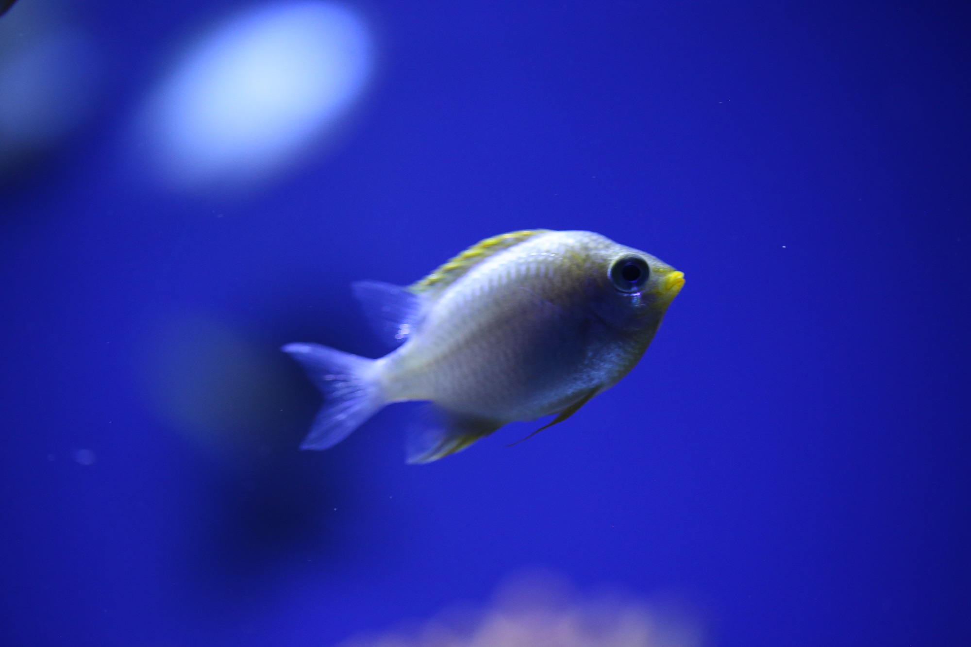 Blue Reef Aquarium Plans Beach Clean Hastings Aquarium