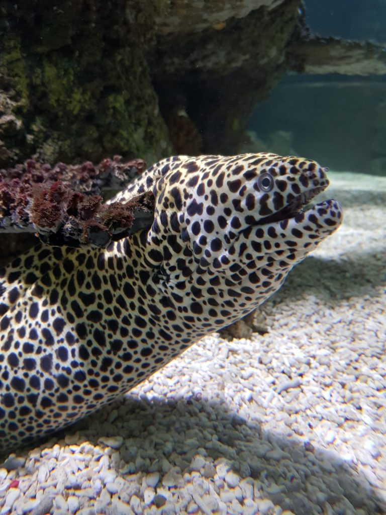 The world’s scariest underwater predators
