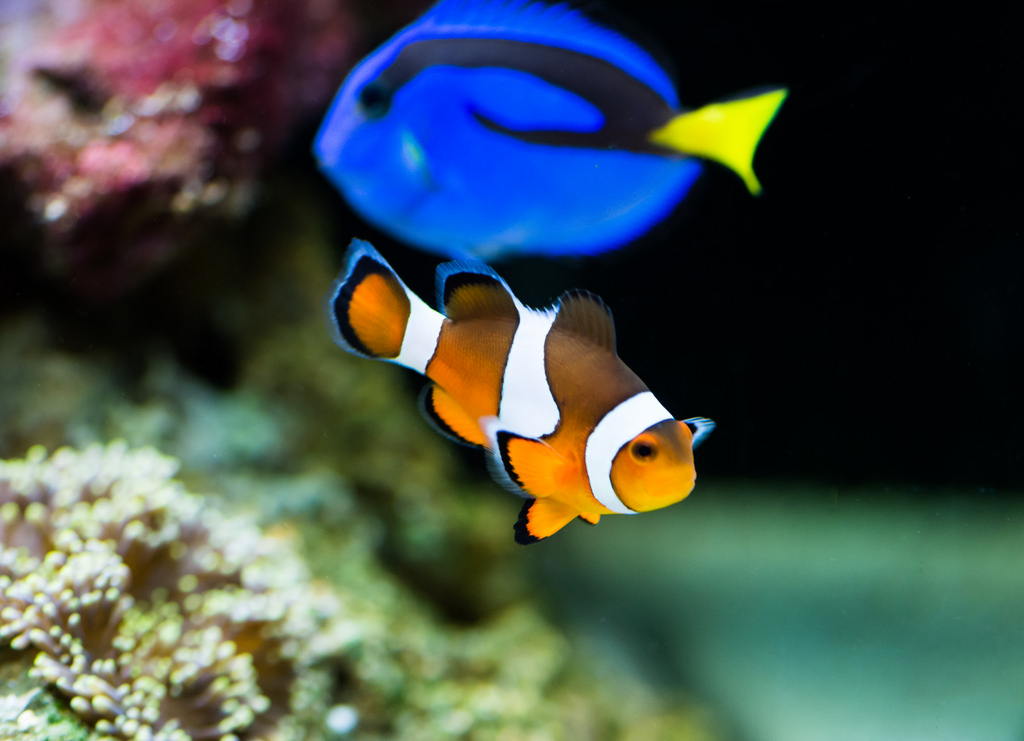 Giant Clownfish invited to ‘Finding Dory’ Premier