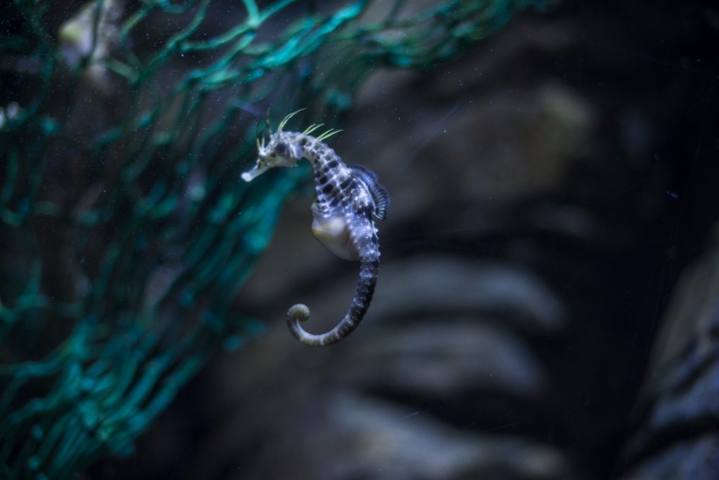Do male seahorses give birth? Five fishy facts about these deep sea dads