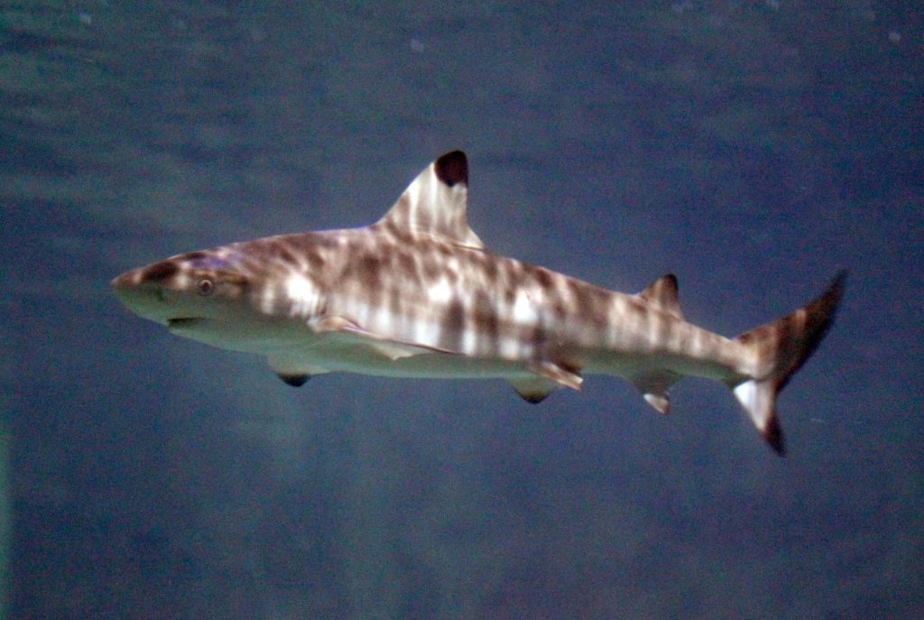 Black tip juvenile shark at Hastings Aquarium grey
