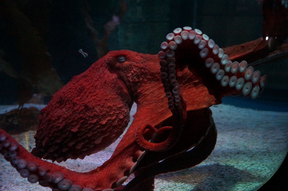 7 Mind-Blowing Facts About Octopuses