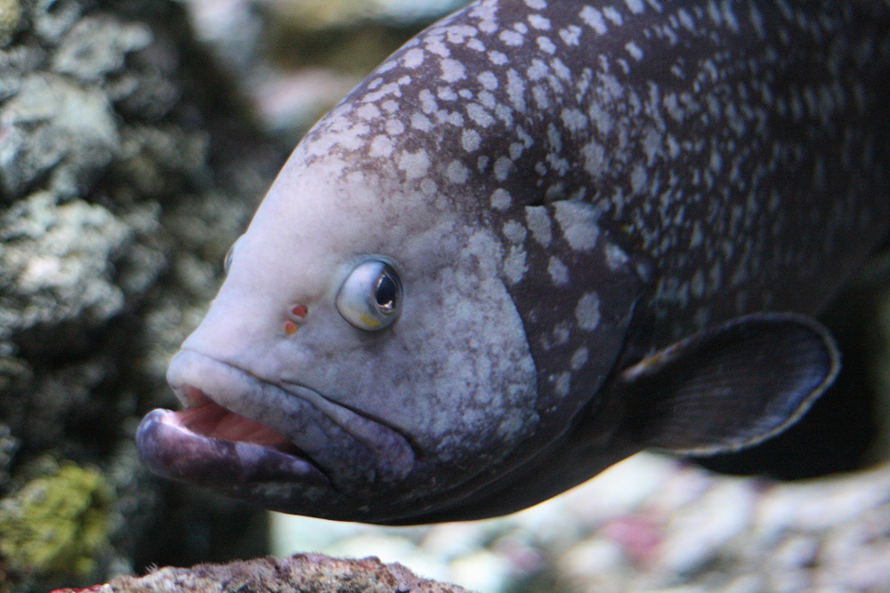Blue Reef Aquarium Closes Temporarily in Response to COVID-19