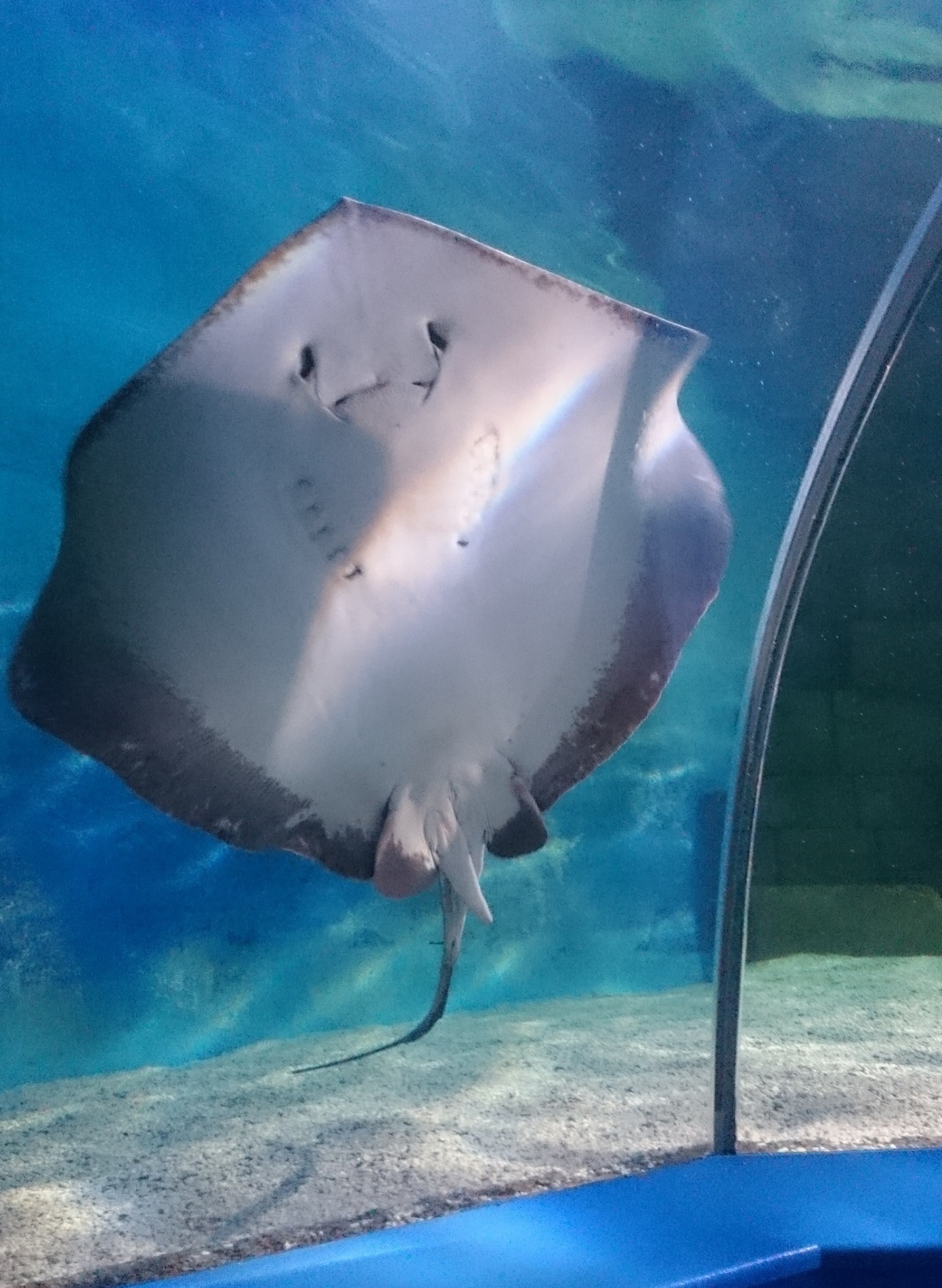 Thornback Rays | Animals | Discover | Hastings Aquarium