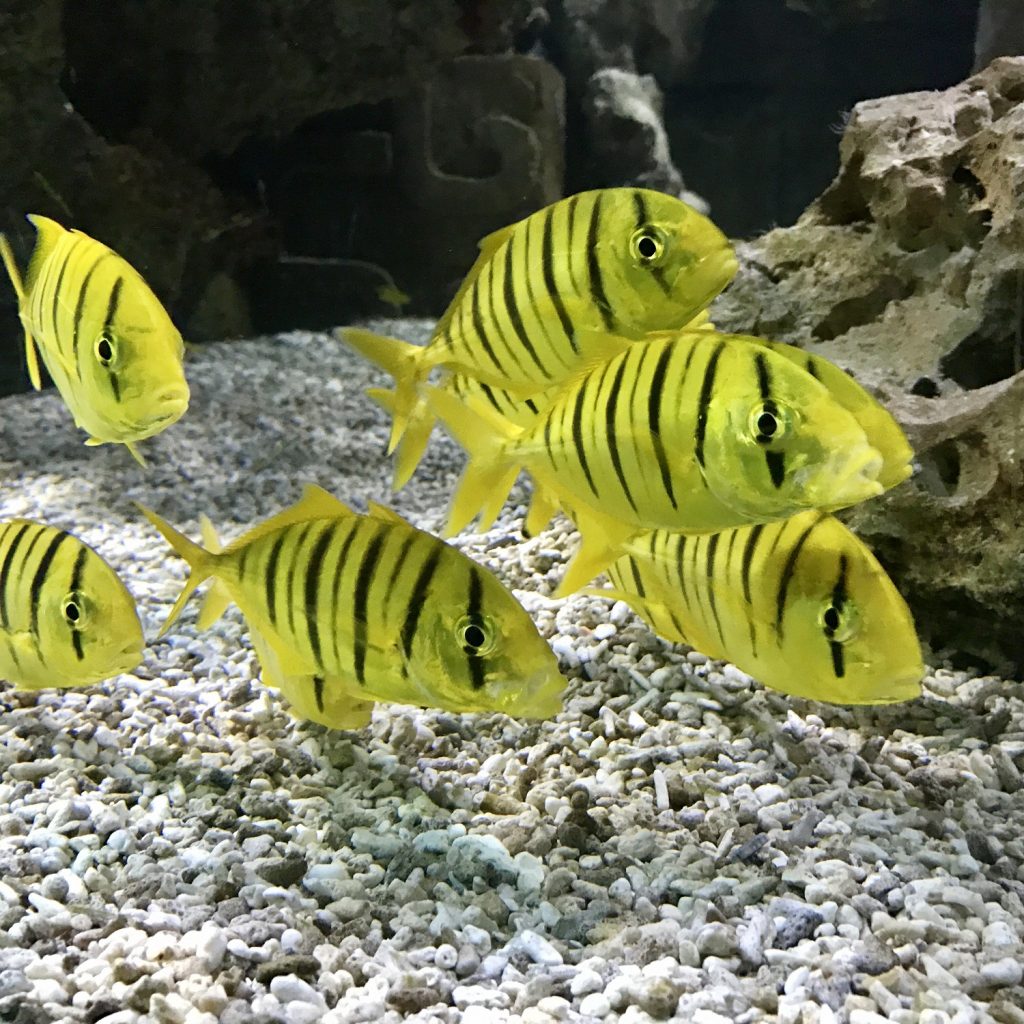 Are Fish Reptiles Hastings Aquarium