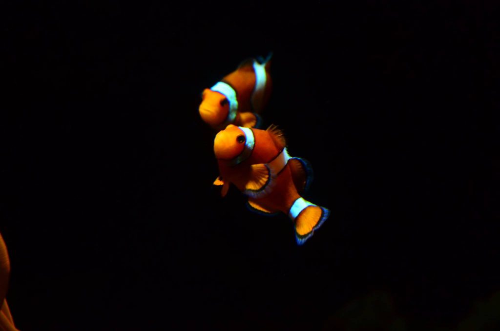 Love is in the air in our Clownfish Tank