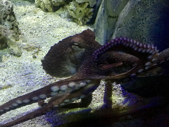 Creature Case Study: Giant Pacific Octopus