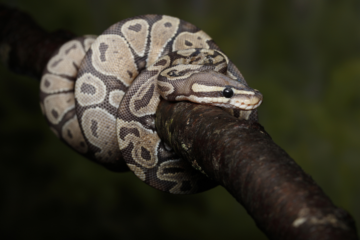22 Facts About Pythons - Hastings Aquarium