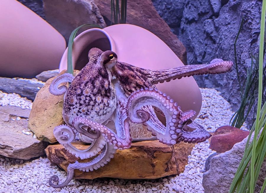 The Common Octopus