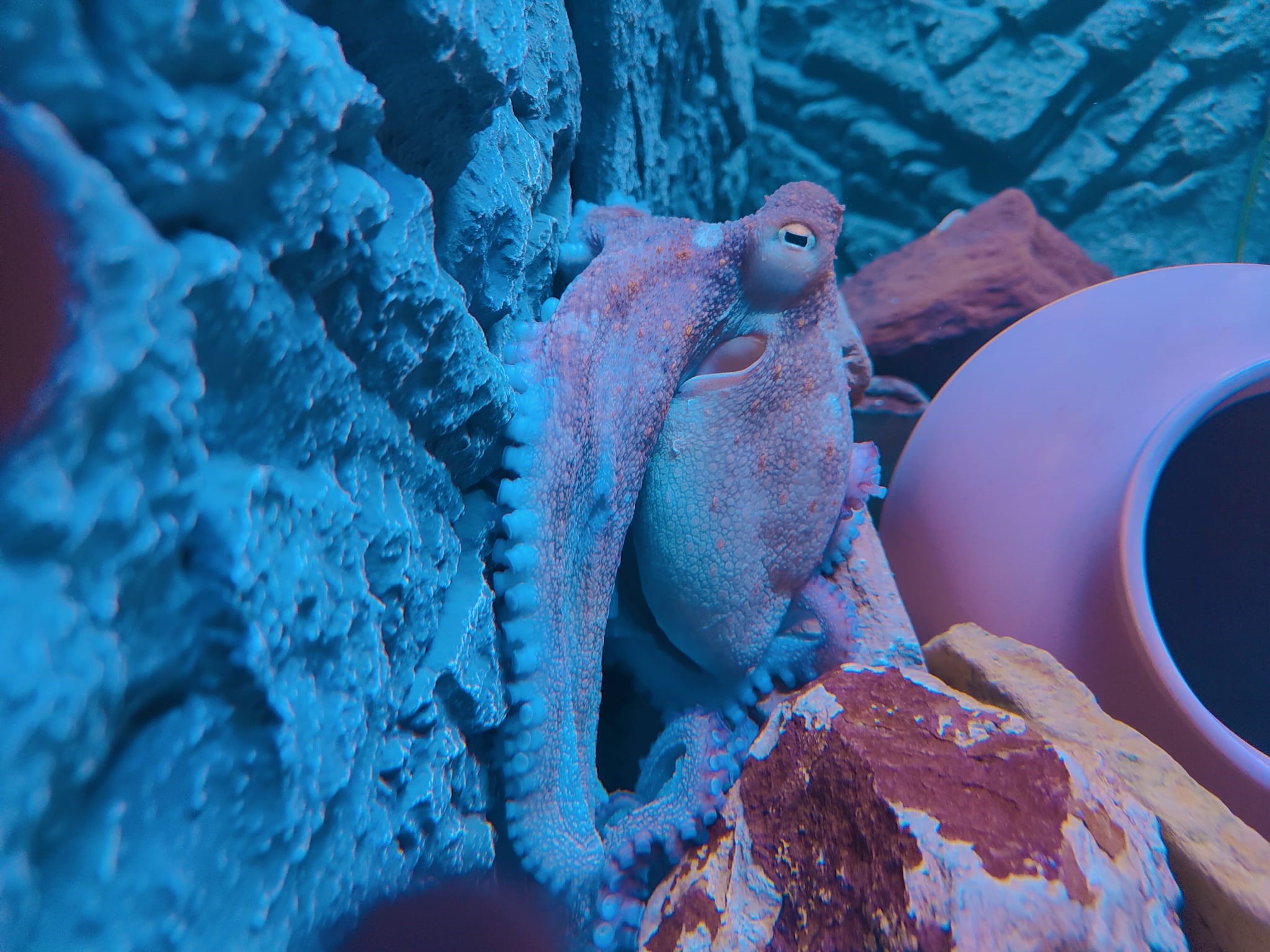 An exciting new addition to Hastings Aquarium! - Hastings Aquarium