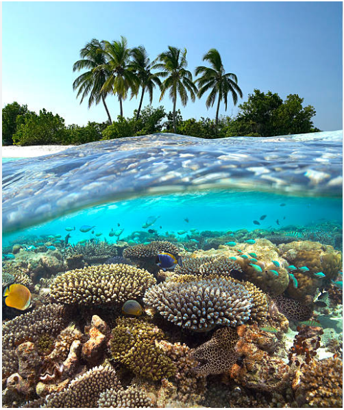 An idyllic coral reef with eels