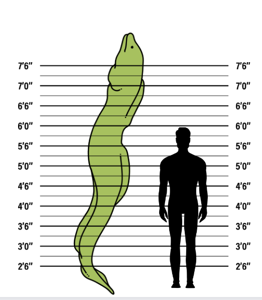 A height comparison chart between an Eel and a Man