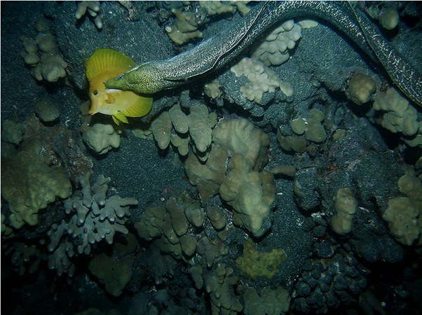 Green Moray Eel eating a butterfly fish