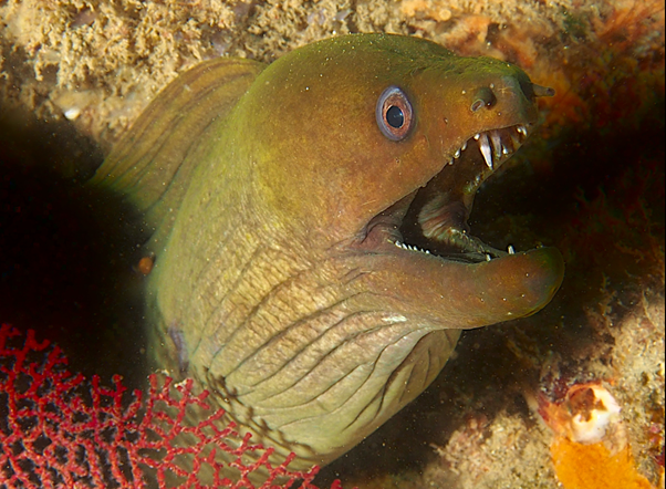 A scary eel with its teeth exposed, ready to strike!