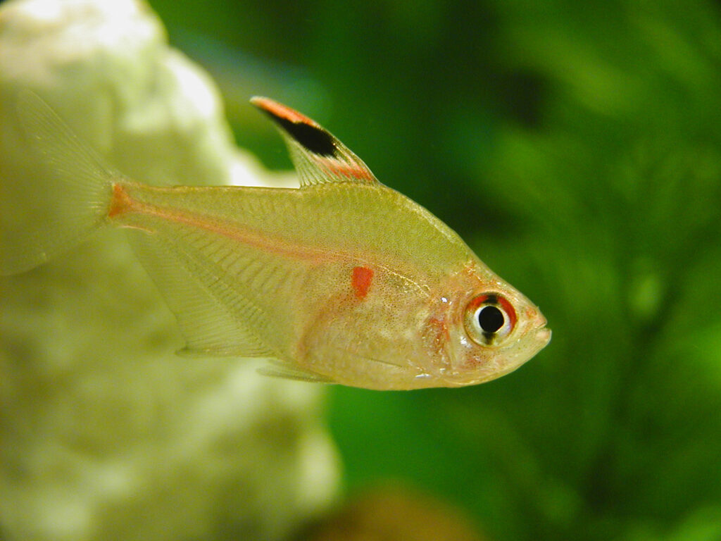 Freshwater tetra fish best sale