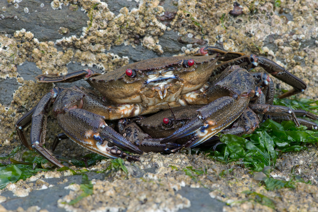 What are Crustaceans? - Hastings Aquarium