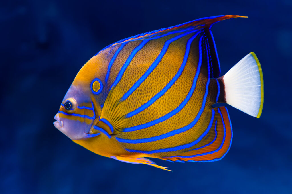 Angelfish