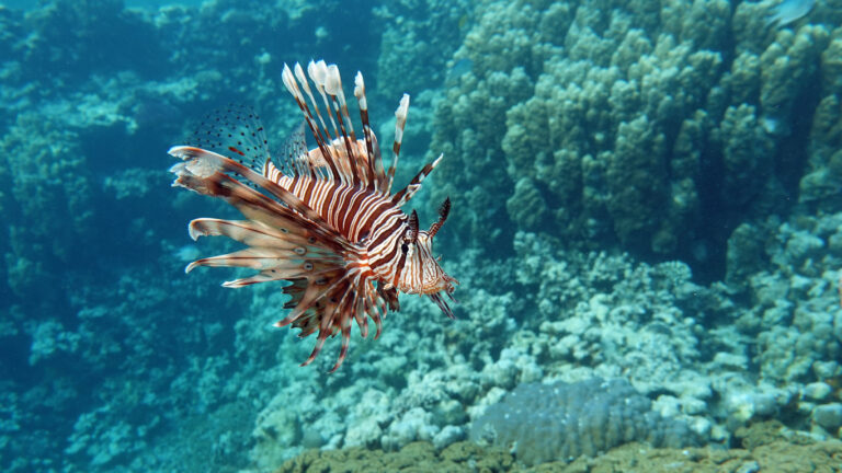 lionfish