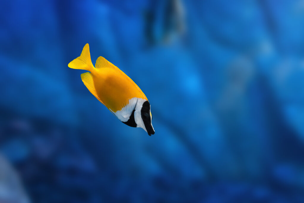 Foxface Rabbitfish (Siganus vulpinus) - Marine Fish