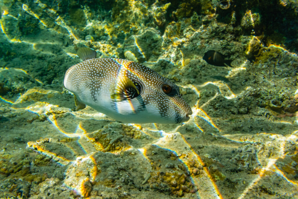 Colonies of corals and white spotted puffer fish (Arothron hispidus) at the coral reef in Red sea