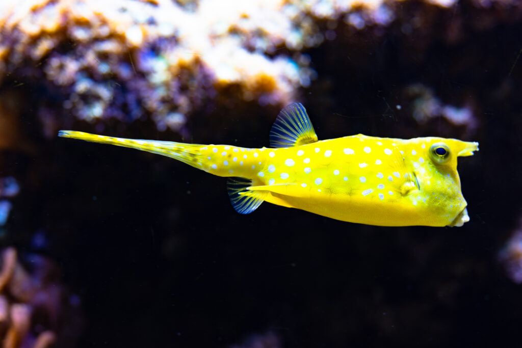 Vibrant yellow boxfish with white spots in a marine aquarium