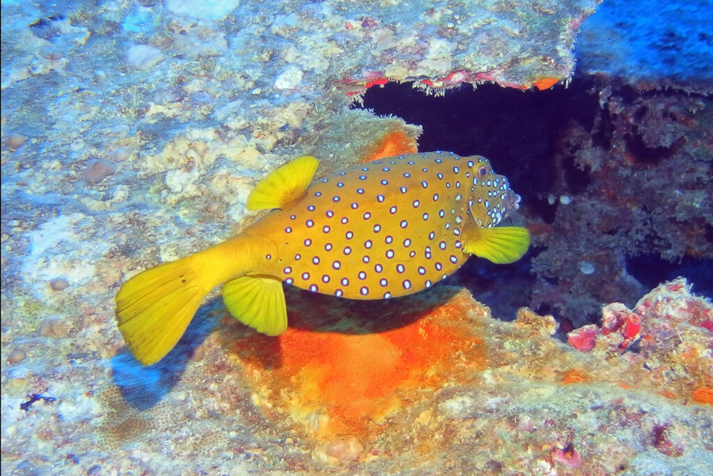 Yellow boxfish in the Red Sea near Marsa Alam in Egypt