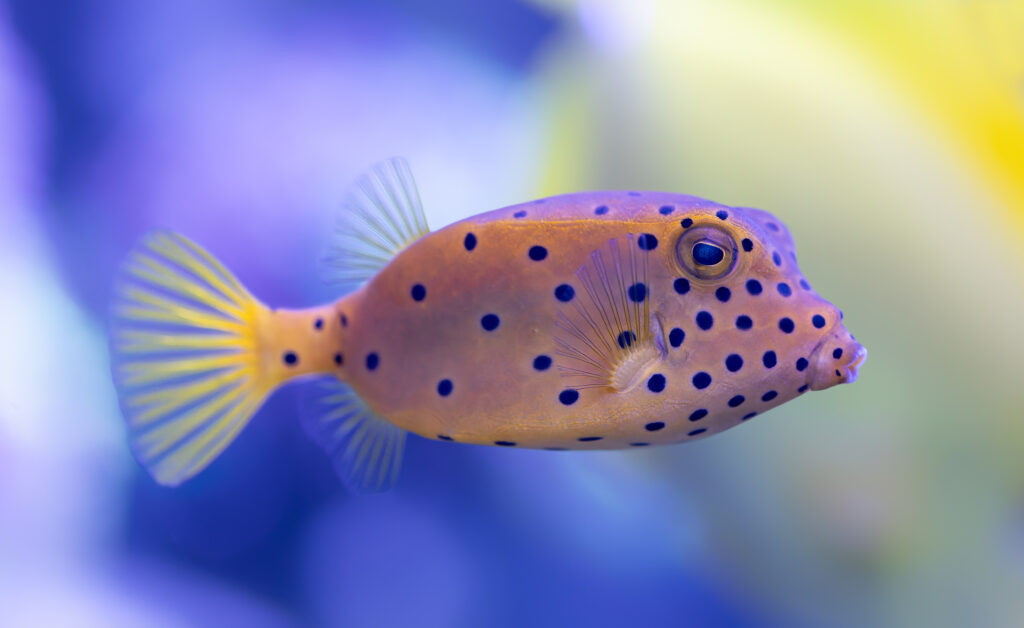 Close-up view of a Yellow boxfish (Ostracion cubicus)