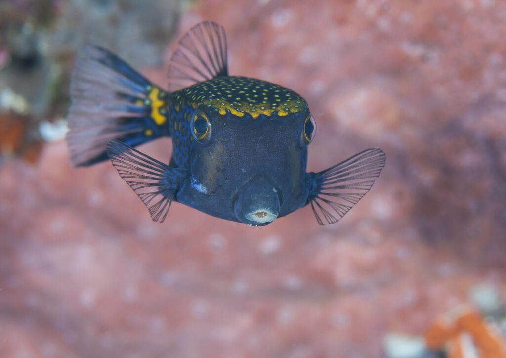 Close-up of a white-spotted boxfish, ( Ostracion meleagris ) is a species of boxfish . Bunaken island ,North Sulawesi, Indonesia,