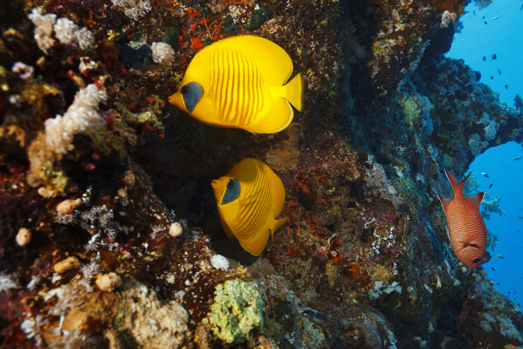 Red sea Masked butterflyfish Yellow fish couple Underwater Sea life Coral reef Underwater photo Scuba Diver Point of View