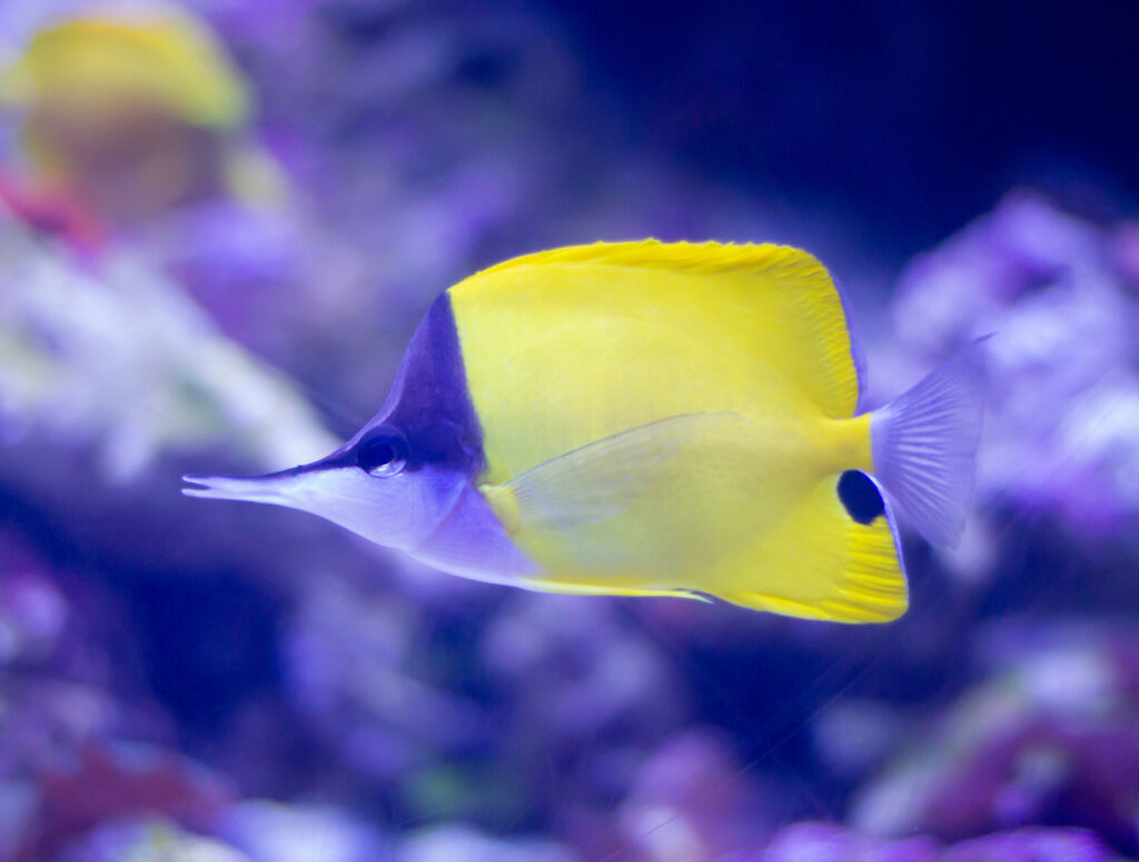 Yellow longnose butterflyfish (Forcipiger flavissimus) fish swimming underwater in an aquarium