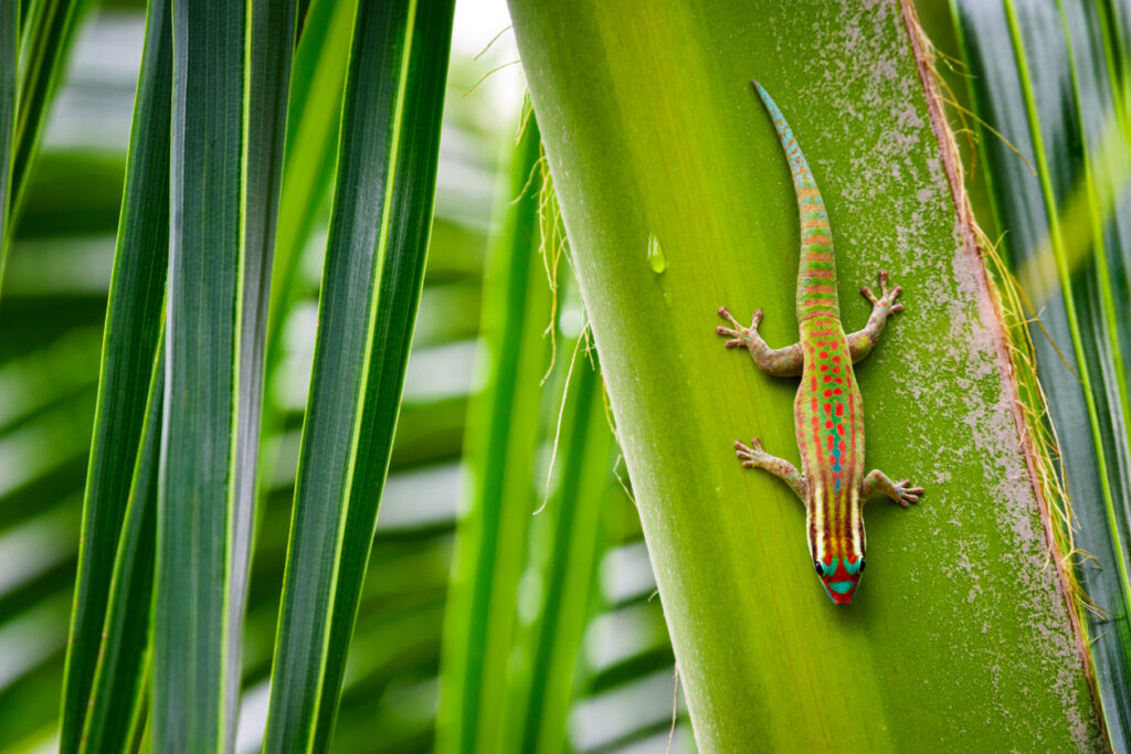 Close-up of an endemic Mauritius ornate day gecko standing upside down on the palm tree leaf.