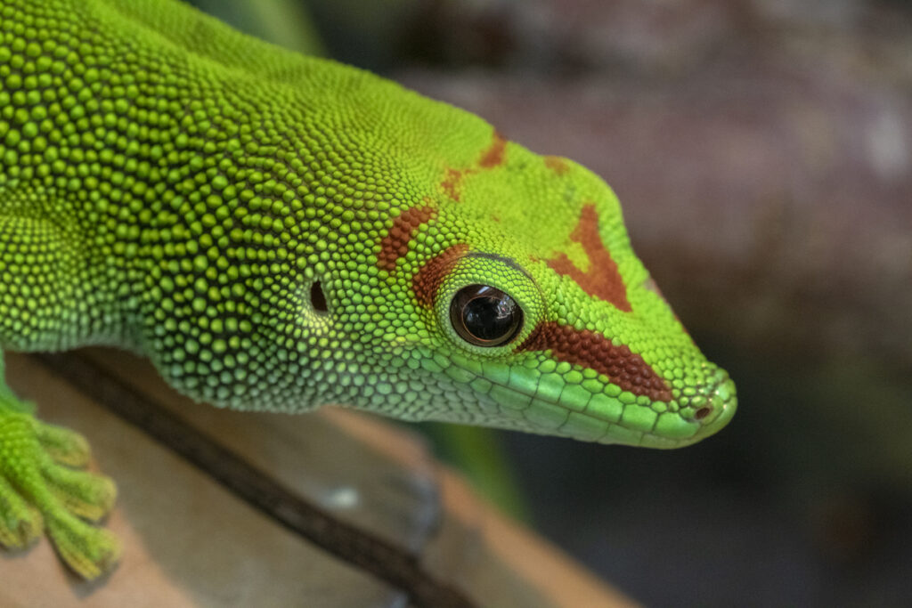 Macro, head on detail of a Madagascan Giant Day Gecko (Phelsuma grandis).This species is the largest of the day geckoes and lives in Madagascar They are diurnal and arboreal. Photo taken at Really Wild Planet, an environmental education and encounter centre.
