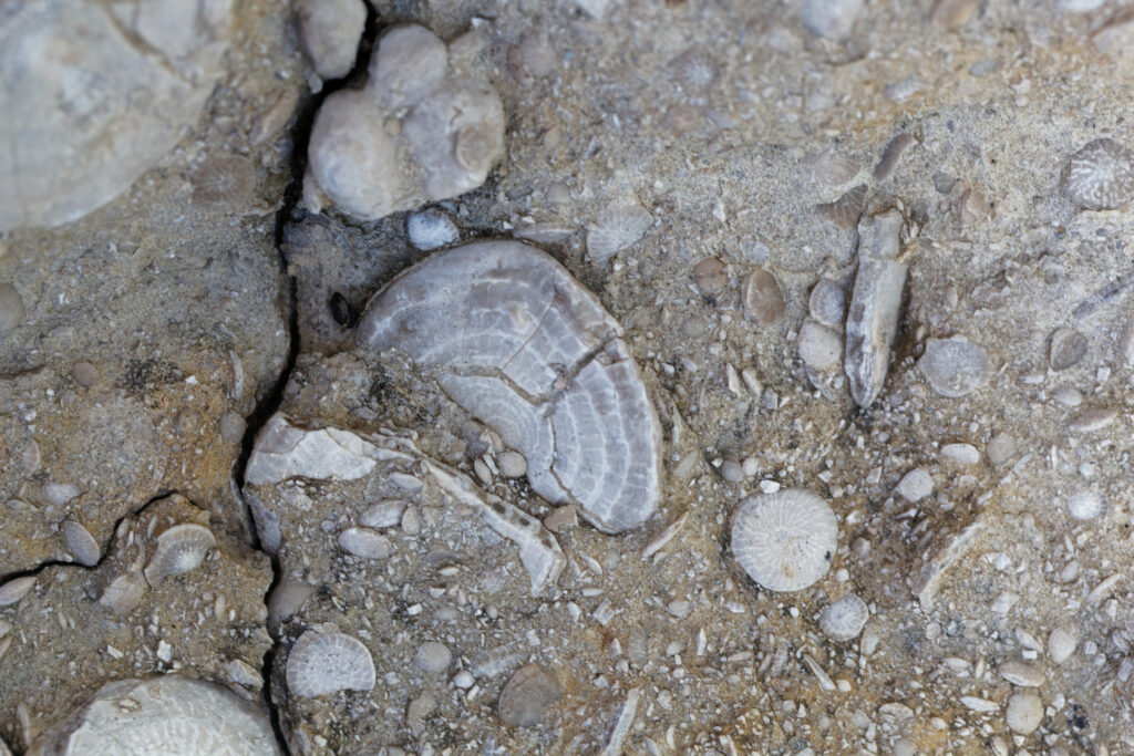 A fossil nummulite, a large single-celled organism, in a limestone of Palaeogene age.