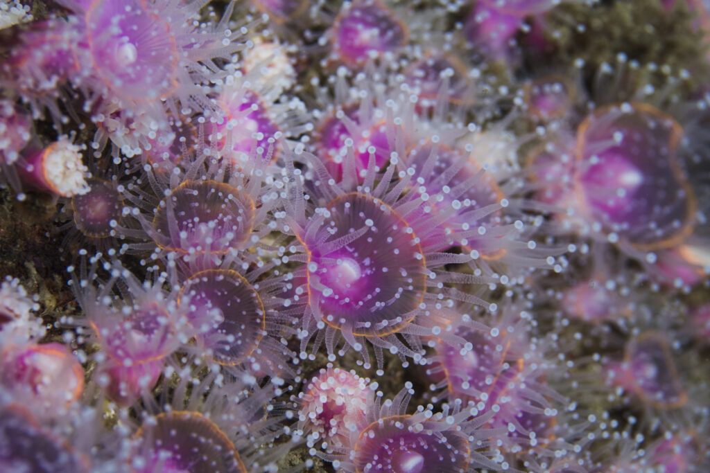 Strawberry Anemones (Actinia fragacea) small light pink anemones that grow together.