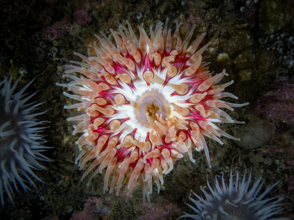 Dahlia Anemone taken in the Clyde, Scotland.