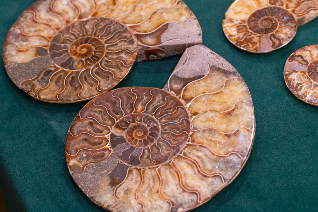 Fossils of marine life.Ammonite fossils