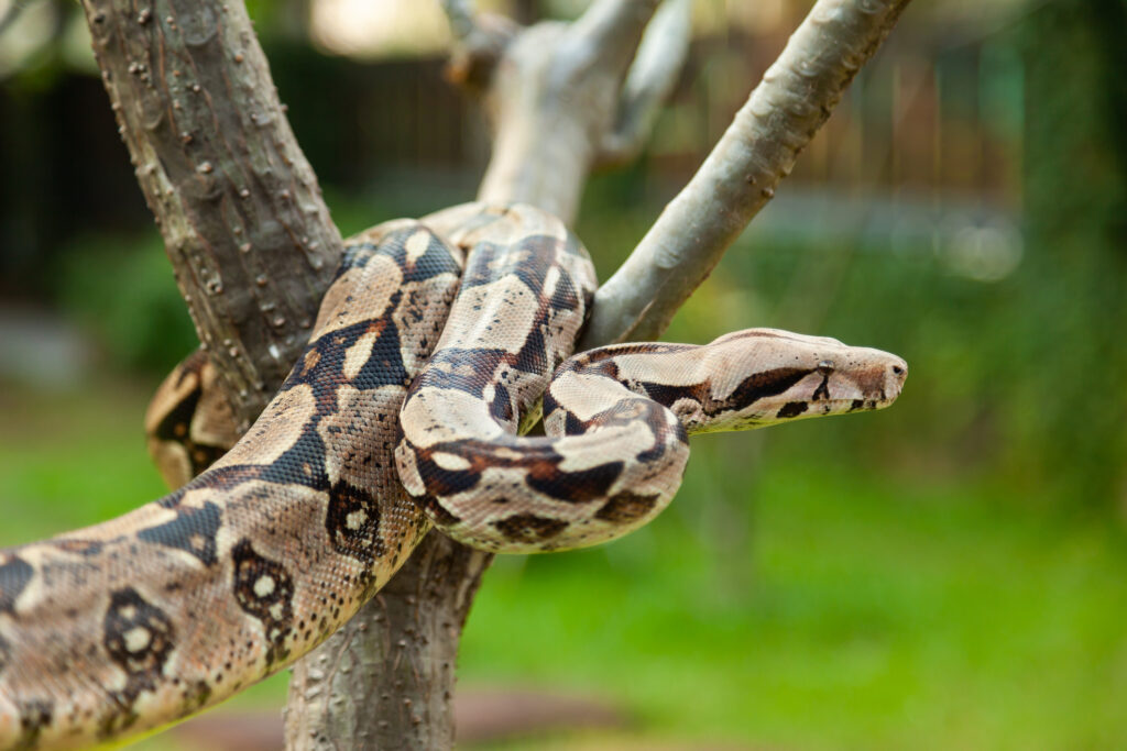 Columbia Boa Constrictor